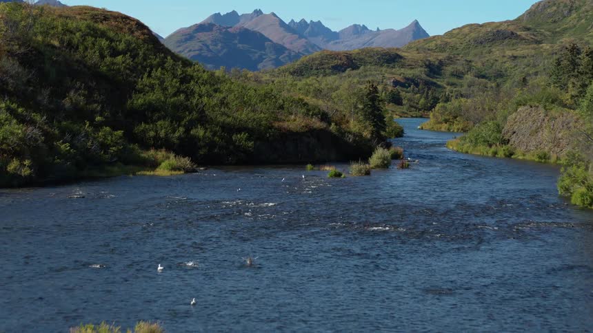 Seabirds flying over a flowing stream lined with grasses on both sides with a mountain range in the distance at midday