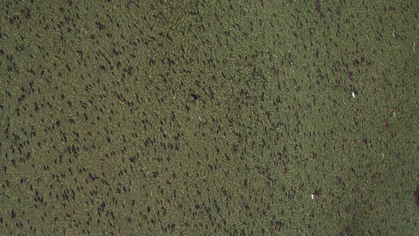 An aerial view of a lake with clear water