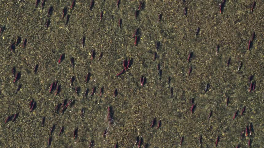 A massive migration of sockeye salmon swimming at the surface of the river at midday