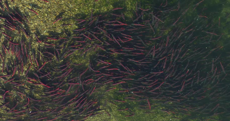 A large school of spawning sockeye salmon swimming at the surface of the river