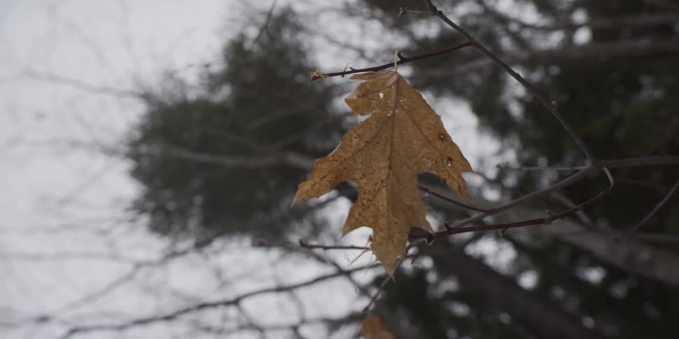 The yellow leaf hangs from the branch