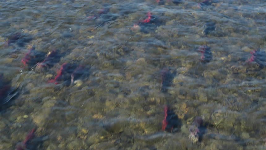 A close and high angle view shows bright red sockeye salmon swimming upstream in the clear and shallow waters of a river as the fish move over a rocky and pebbled bed during their annual migration