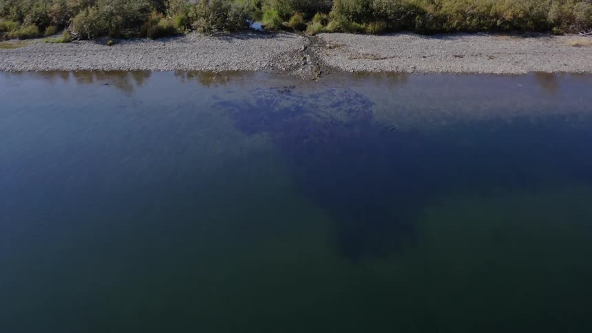 An aerial view shows a large school of red sockeye salmon swimming in deep blue water toward a small creek along a rocky shoreline in alaska