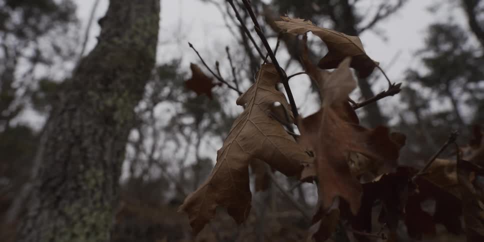 A few dry leafs dangle from the branch of a tree during the fall