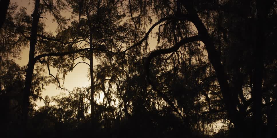 The dark silhouettes of cypress trees draped with spanish moss are captured against a glowing golden sky at sunset