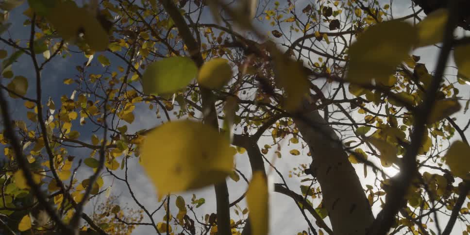 A tree with leaves falling during autumn with bright sunlight in the sky in the forest