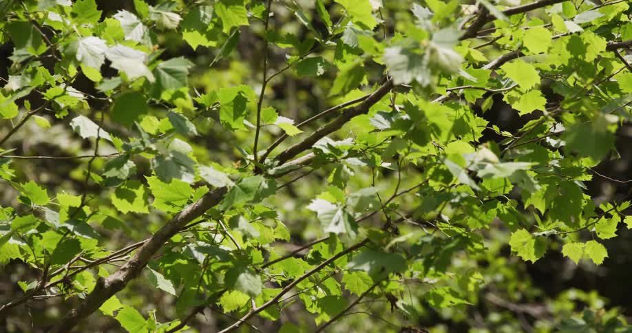 A forest filled with trees blooming with green leaves on a sunny day