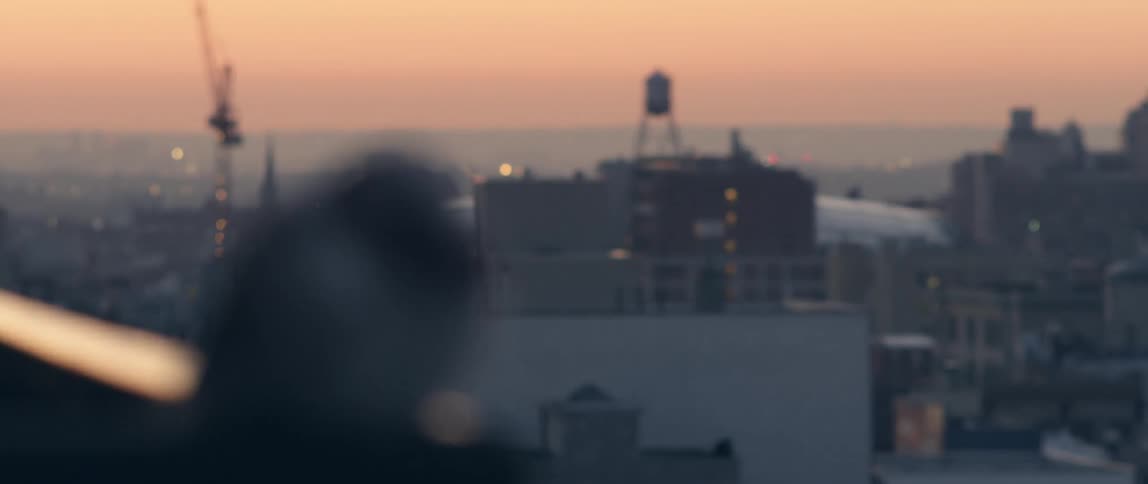 Bird sits on a railing overlooking the ocean with buildings nearby