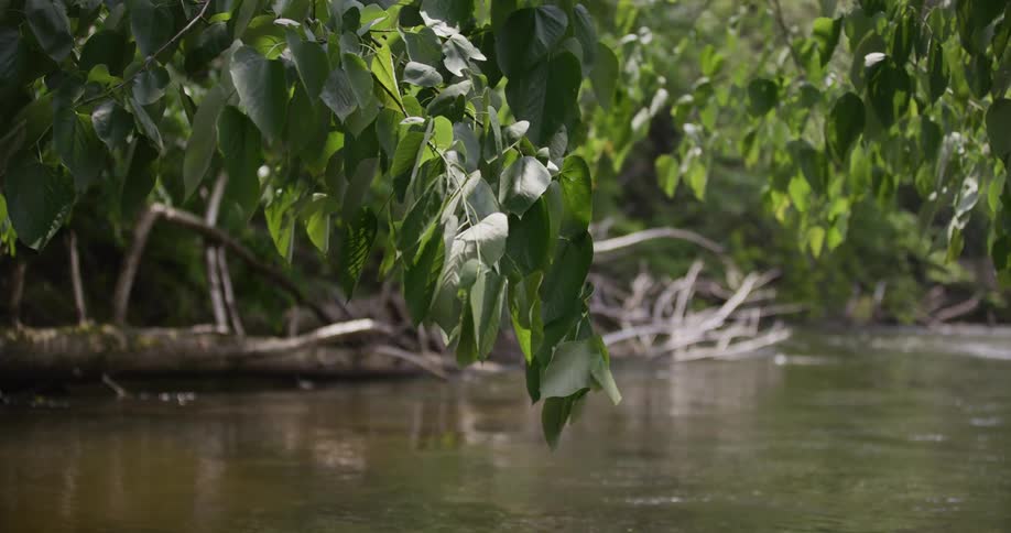 Green leaves on a branch hang over a calm river while fallen trees and thick forest line the distant bank on a bright day
