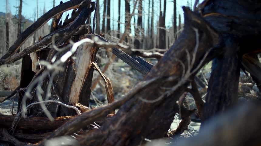 Close-up of charred tree roots in the aftermath of a devastating forest fire with a slow focus pull to the background