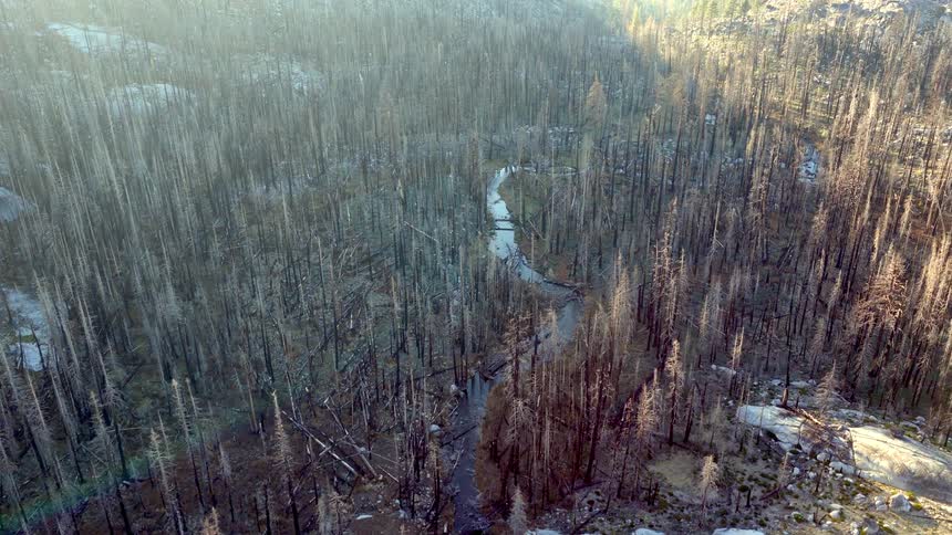 An aerial view slowly drifts over a desolate forest landscape showing the destructive aftermath of a wildfire