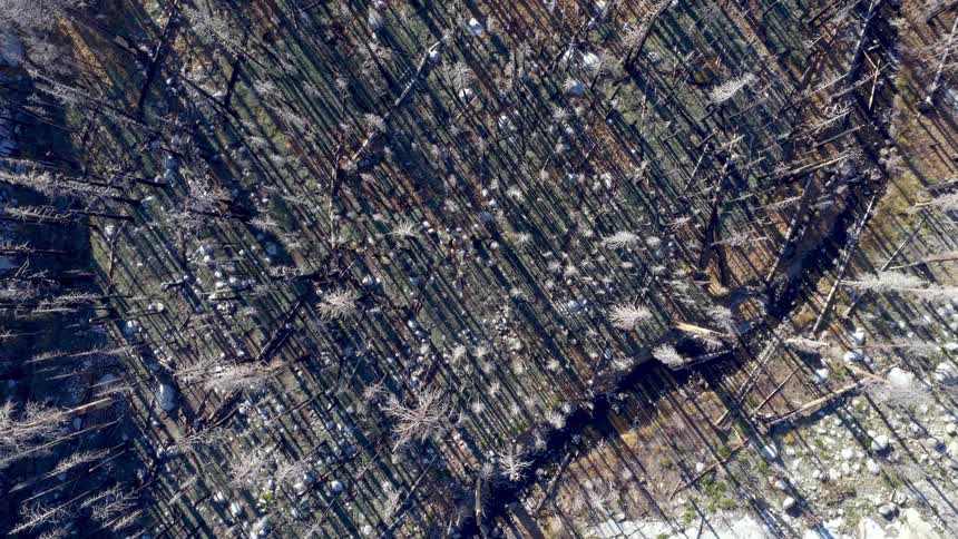 Aerial top-down view slowly rises over a desolate forest landscape scarred by wildfire, revealing charred trees casting long shadows over the rocky terrain