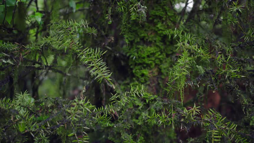 A slow zoom reveals the vibrant green moss and wet evergreen needles on a tree during a tranquil rain shower
