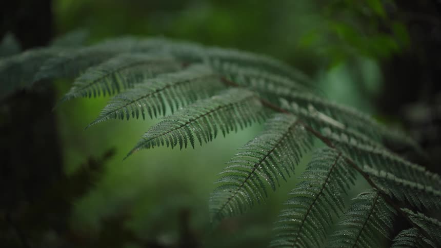 A tranquil close-up of a lush, wet fern frond in a serene green forest