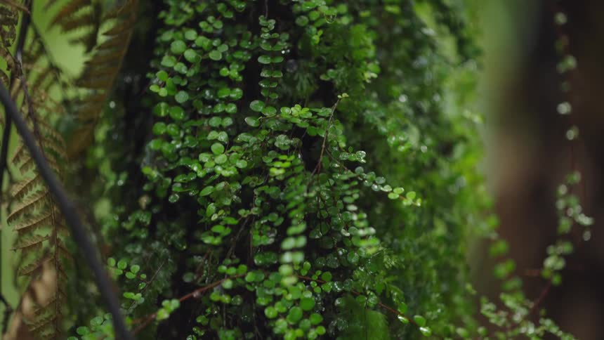 A detailed macro shot slowly pulls back from vibrant green moss and tiny plants wet with morning dew