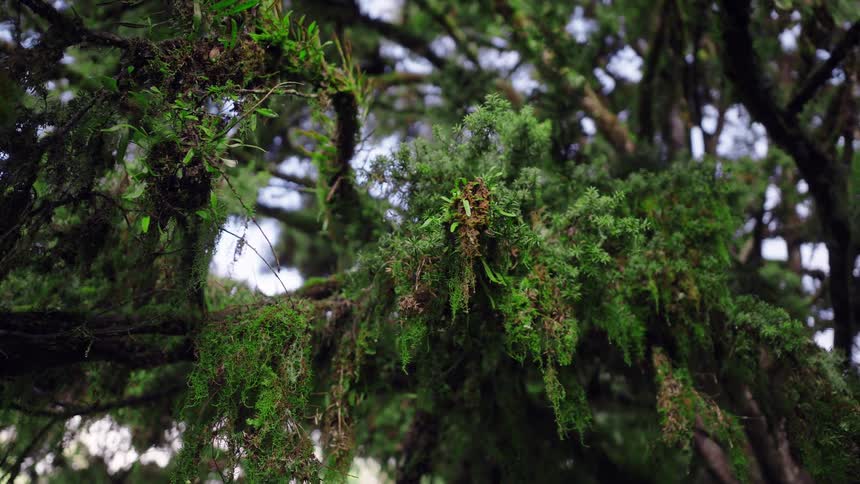 Lush green moss and ferns cling to the gnarled branches of an ancient tree in a dense, humid forest