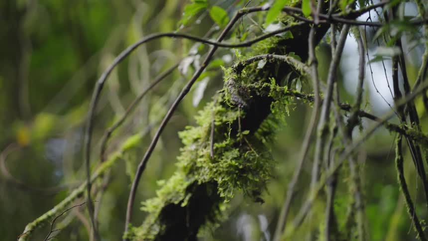 A detailed close-up of a moss-covered tree branch with a slow focus pull revealing the intricate jungle vines surrounding it
