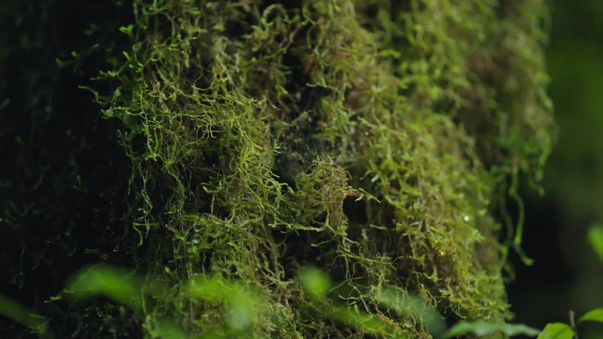 A detailed macro shot of lush green moss growing on a surface in a dark forest setting