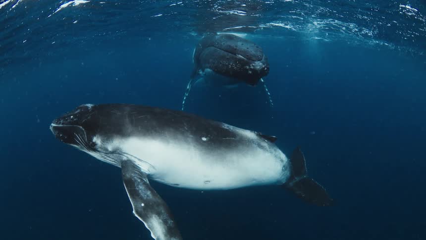 A majestic mother humpback whale and her calf swim gracefully together just below the ocean's surface