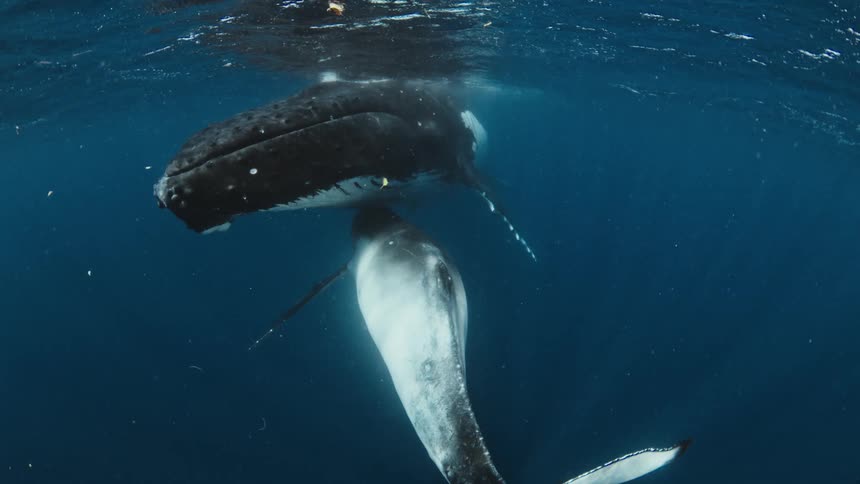 A baby humpback whale calf nurses from its mother while floating peacefully just below the ocean's surface