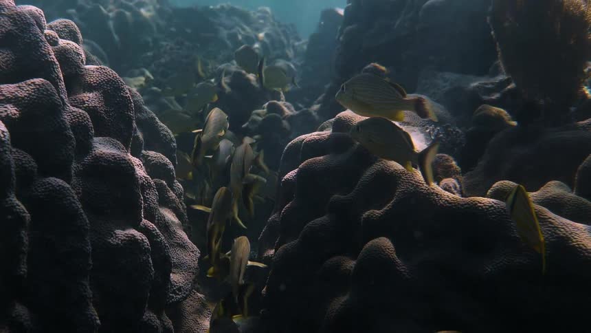 Fish swim in coral