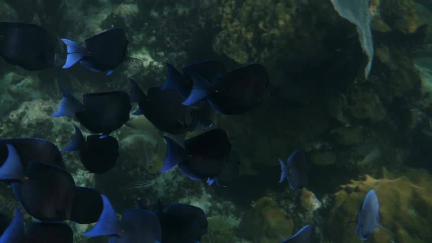 Tropical blue fish swimming above rocks in water