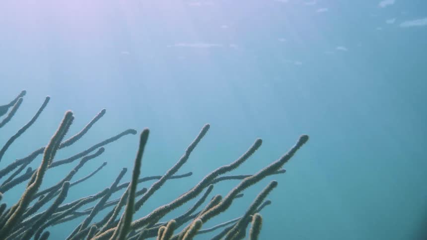 Sunlight shines through the ocean surface onto seaweed