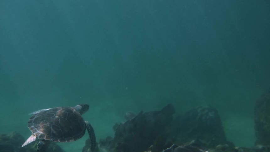 Turtle swimming underwater near rocks on ocean floor