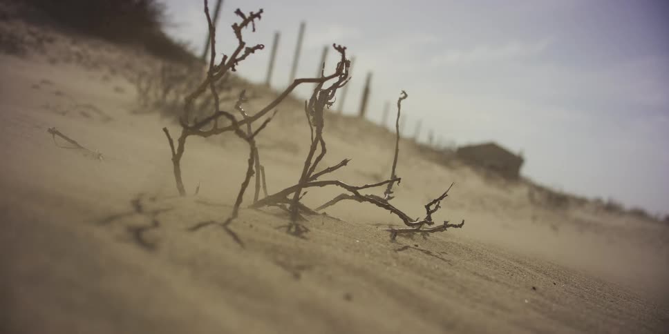 A low-angle slow-motion shot of wind blowing sand across a dune past a small, dry plant