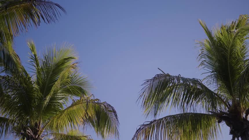 Palm trees on a clear day