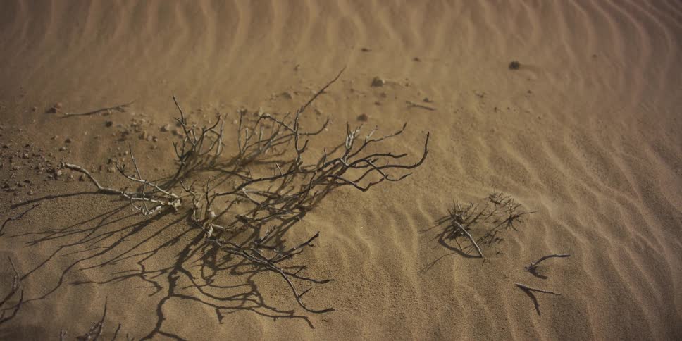 A dry dead bush lays on rippled sand as wind blows grains across the desert surface