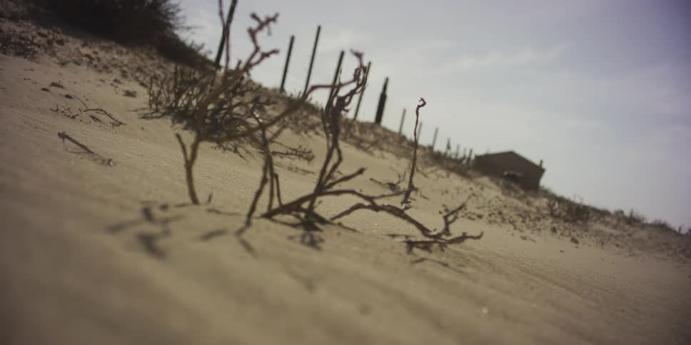 A shallow focus shot reveals a dry plant on a sand dune as the wind blows sand across the arid landscape