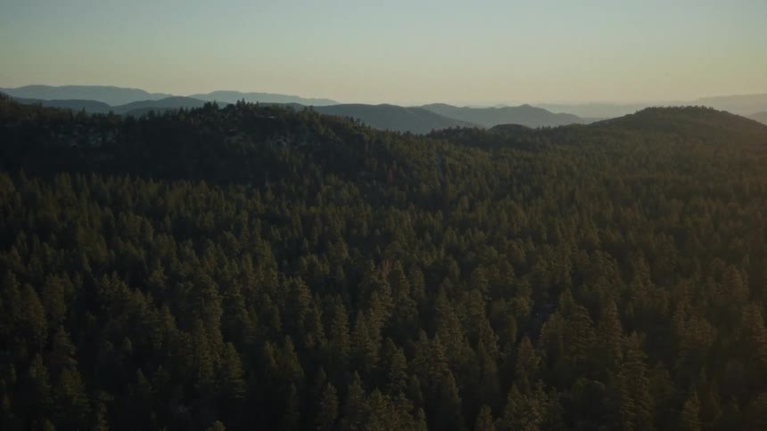 A vast and dense pine tree forest covers rolling hills with distant mountains during a serene sunset