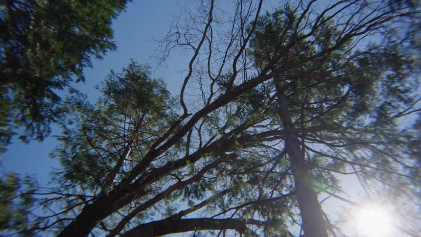 A slow pan shot from a low angle looking up at the canopy of tall pine trees against a bright sun and a clear blue sky