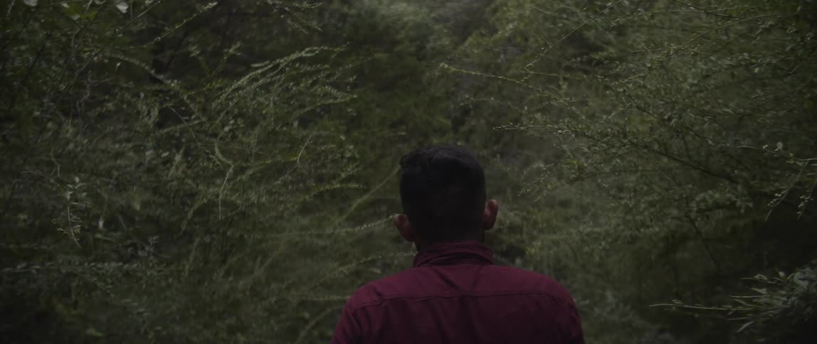 A man walks between shrubs in a forest