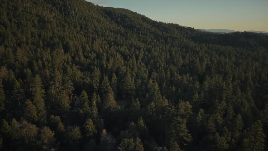 A slow aerial pullback reveals a vast, dense evergreen forest covering a sunlit mountainside at golden hour