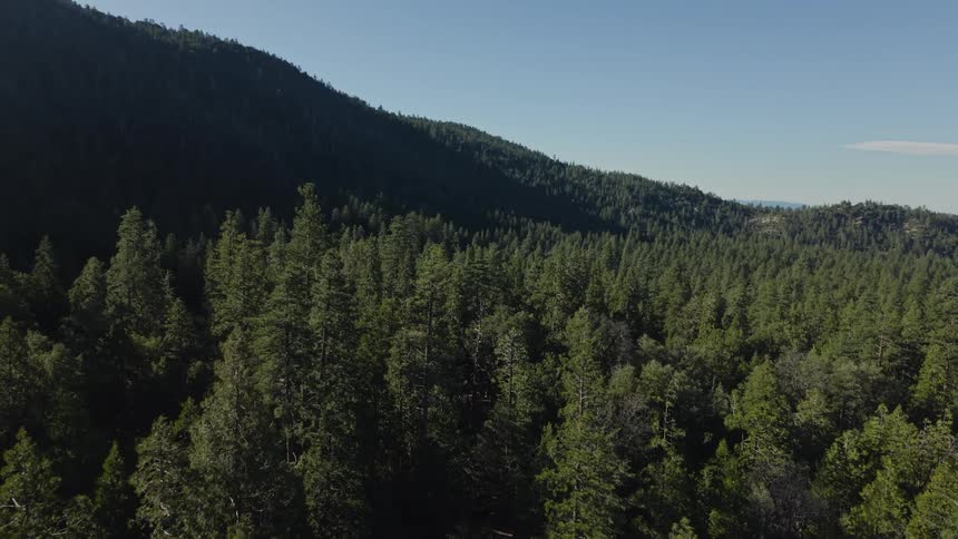 A slow aerial pullback reveals a vast, sun-drenched evergreen forest stretching across rolling mountains under a clear blue sky
