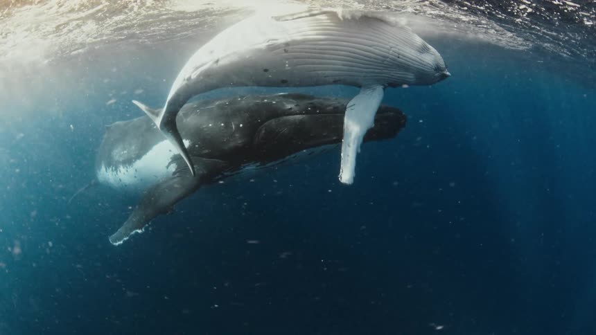 A mother humpback whale and her calf share a quiet moment, resting together just beneath the sunlit ocean surface in a beautiful underwater cinemagraph