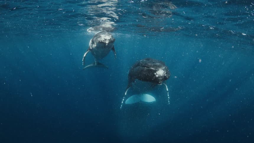 A majestic mother humpback whale and her calf float peacefully together just below the ocean's surface with beautiful light rays shining down