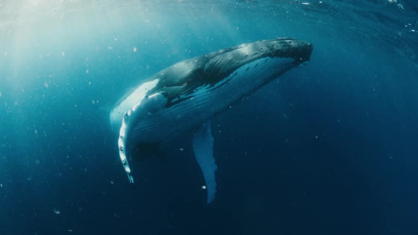 A majestic mother humpback whale and her calf swim peacefully together underwater as sunlight filters through the deep blue ocean