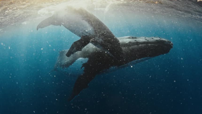 A mother humpback whale and her calf swim peacefully together in the deep blue ocean as sun rays illuminate the water