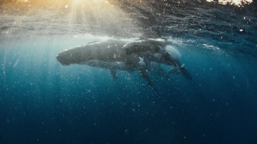 A mother humpback whale and her calf swim peacefully just below the ocean's surface, illuminated by beautiful rays of sunlight