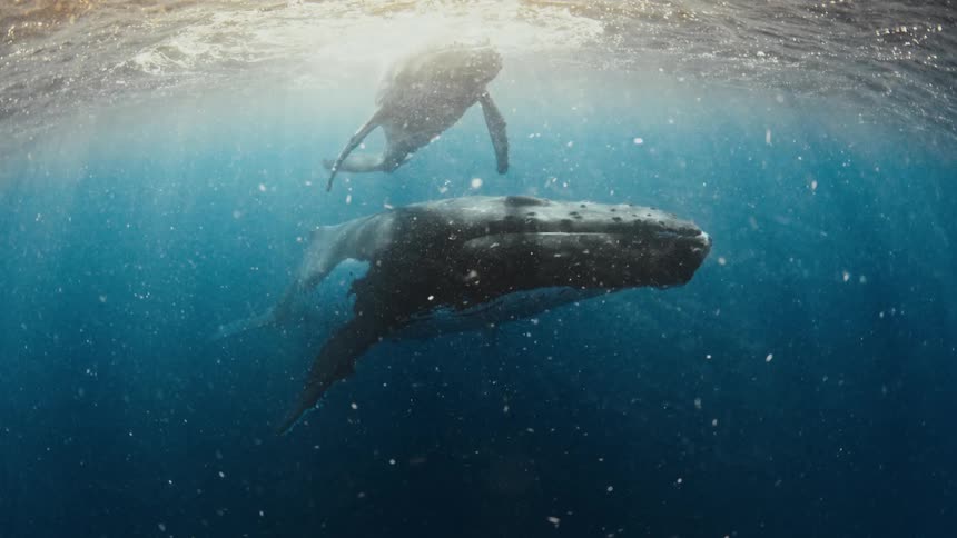 A mother humpback whale and her calf float majestically together underwater as beautiful sun rays filter through the ocean's surface