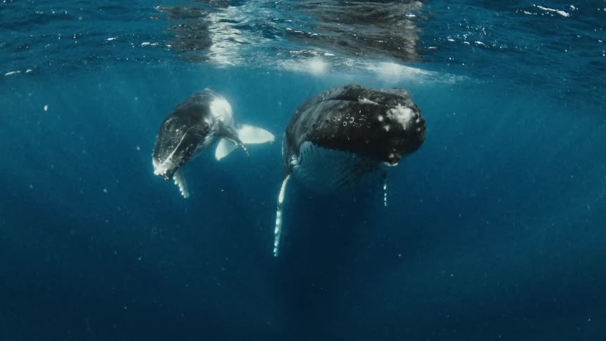 A majestic mother humpback whale and her calf glide peacefully through the deep blue ocean waters