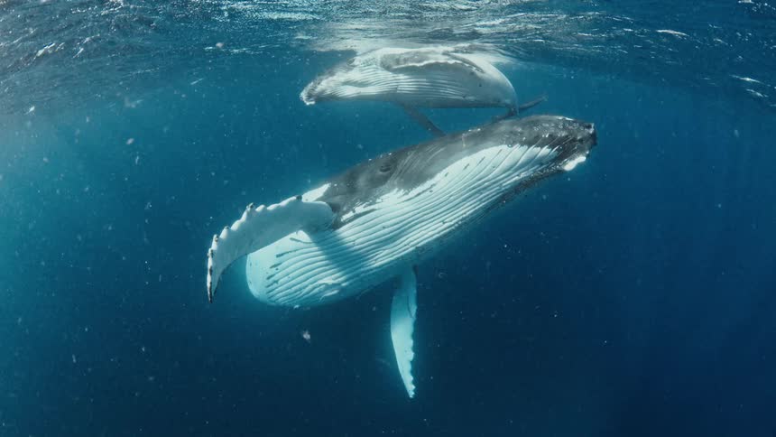 A mother humpback whale and her calf swim gracefully together just below the ocean's surface in beautiful blue water