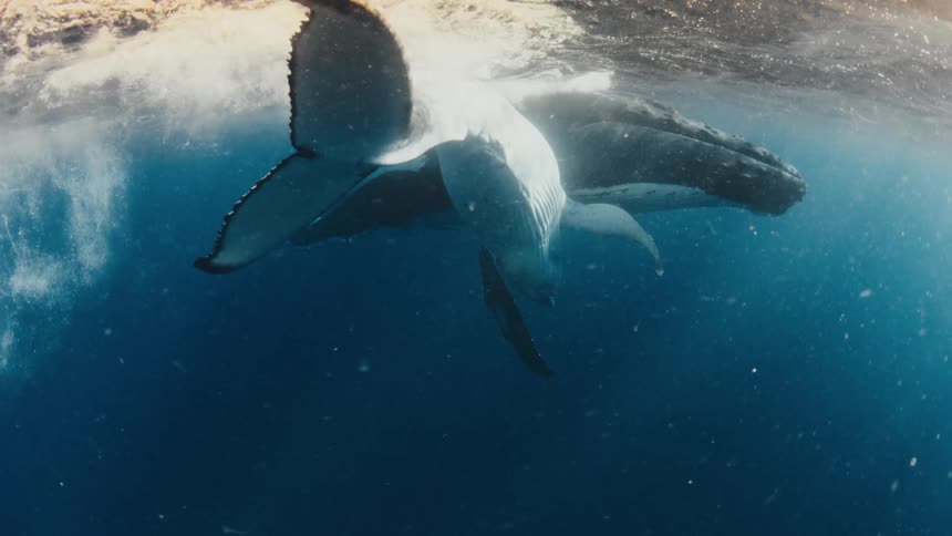 A mother humpback whale and her calf swim peacefully together just beneath the ocean's surface in beautiful sunlit water