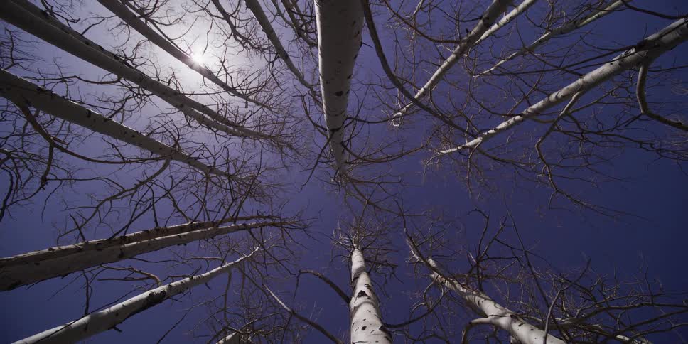 A low-angle shot looks up through a grove of bare aspen trees at the bright sun against a clear blue sky