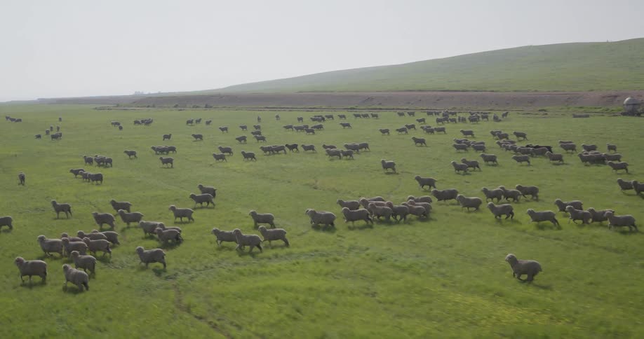 A large flock of sheep runs in slow motion across a vast green pasture in a beautiful aerial view