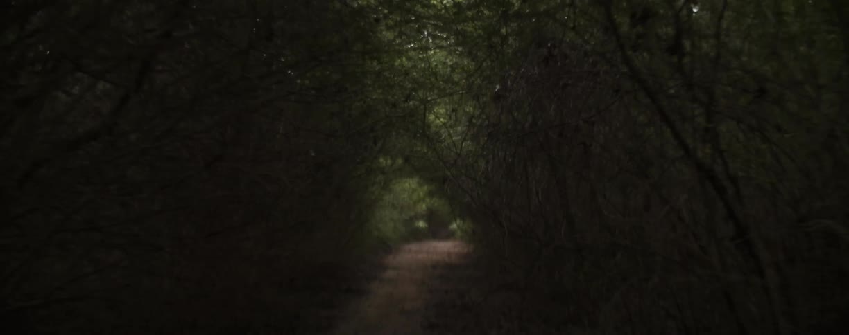 Traveling view on a path through trees