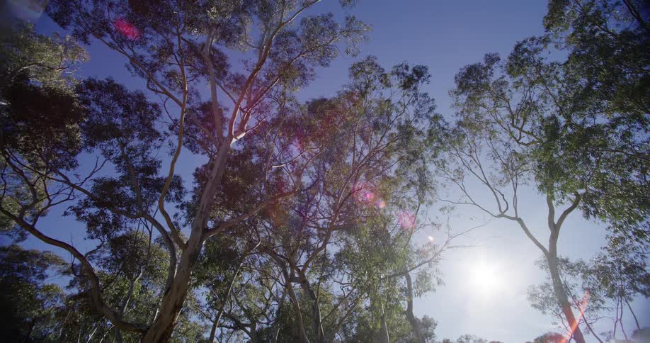 Sunlight streams through the canopy of a beautiful eucalyptus forest on a bright, clear day